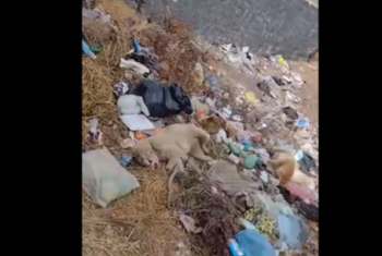  شكوى من تناثر القمامة بمدخل قرية في أبوكبير