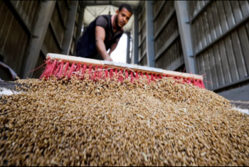  مصر تقترض لتأكل.. الانقلاب يقترض لشراء القمح من الإمارات