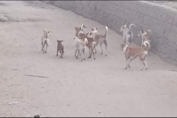  سكان قرية بني عامر في الزقازيق يشكون انتشار الكلاب ضالة