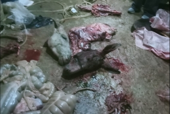  ضبط مزرعة تذبح الحمير وتفرم لحمها قبل توزيعها على المواطنين بالإسماعيلية