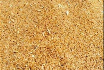  رويترز: مصر تشتري نحو نصف مليون طن من القمح الروسي بالأمر المباشر