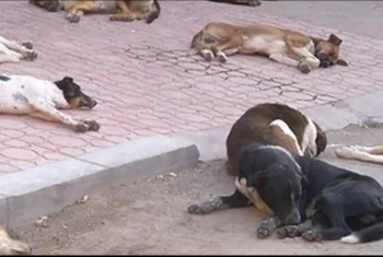  انتشار الكلاب الضالة تهدد أهالي سكان دار مصر بـ العاشر من رمضان