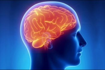 باحثون: الدماغ أكثر عضو يتغير في مرحلة الشباب