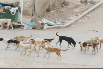  الكلاب الضالة تثير الفزع في مدينة العاشر من رمضان