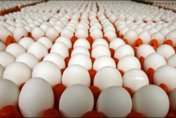  شعبة الدواجن تحذر من ارتفاع قياسي في أسعار البيض