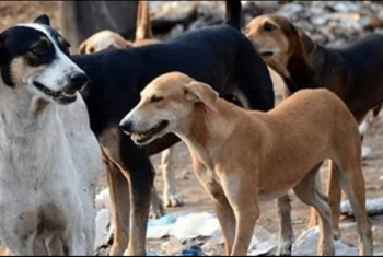  سكان قرية العجمي بمشتول السوق يشكون انتشار الكلاب الضالة